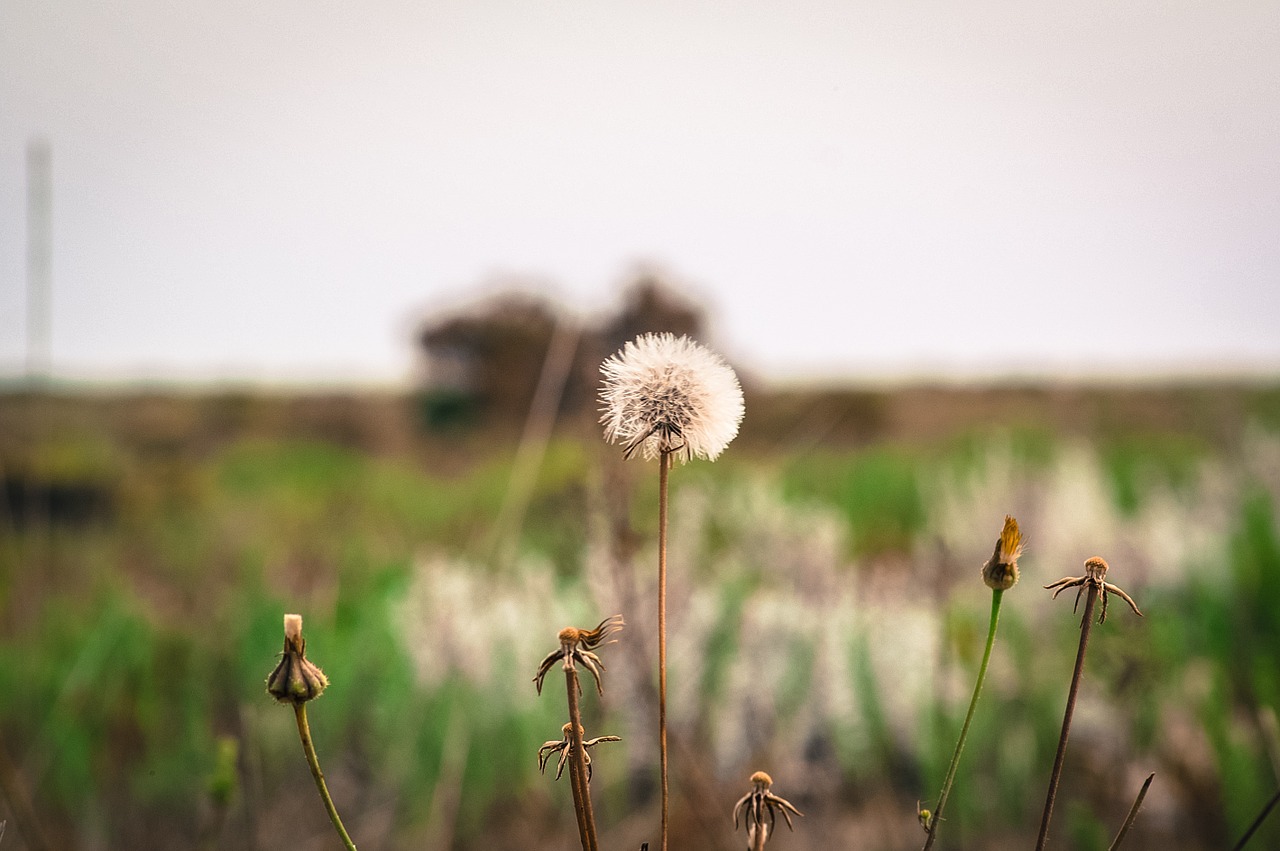 greece nature flower free photo