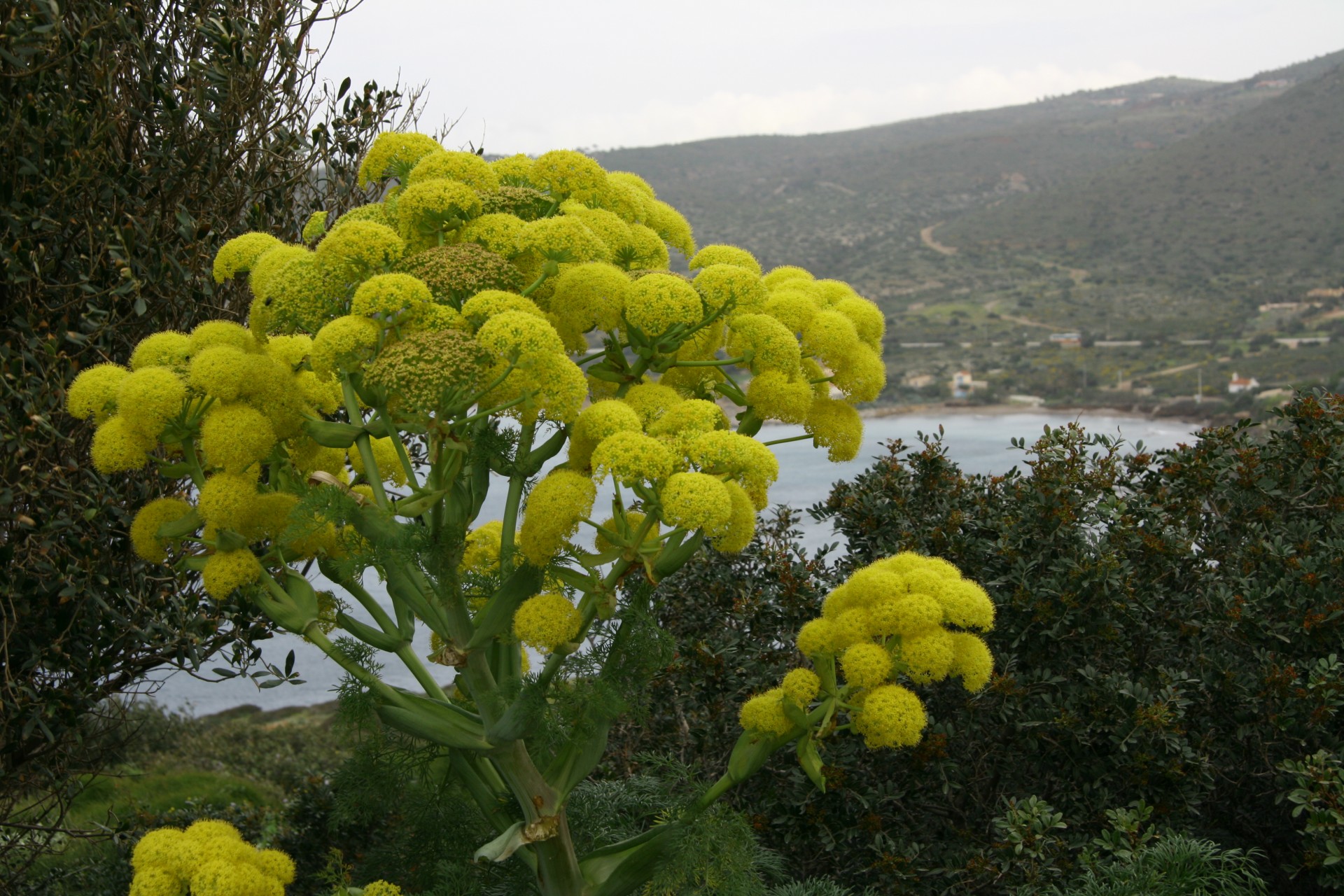 greece flowers island free photo