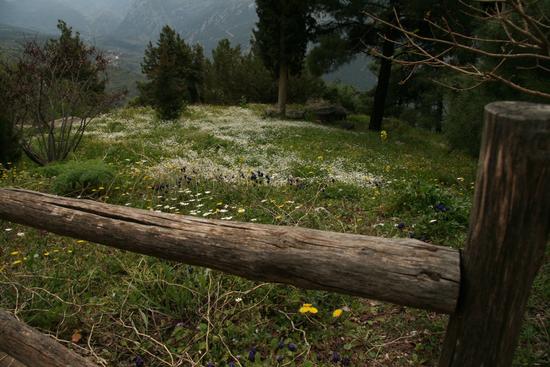 greece wild flowers free photo