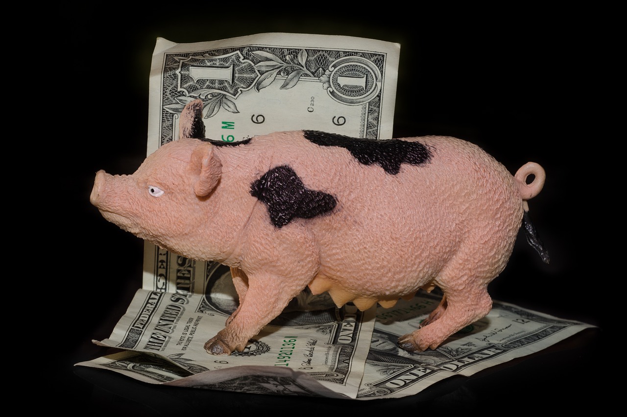 greedy pig money free photo