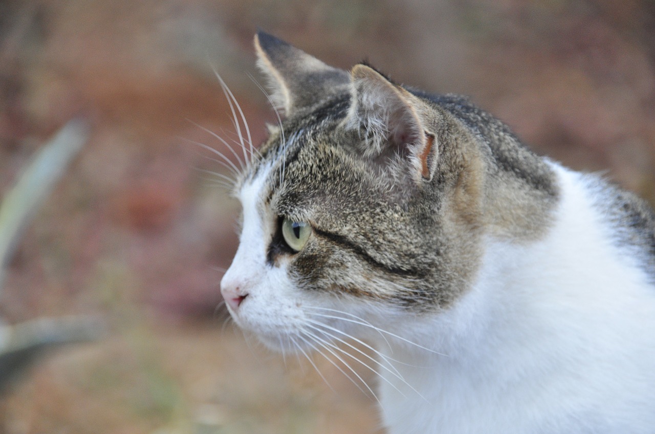 greek stray cat cat free photo