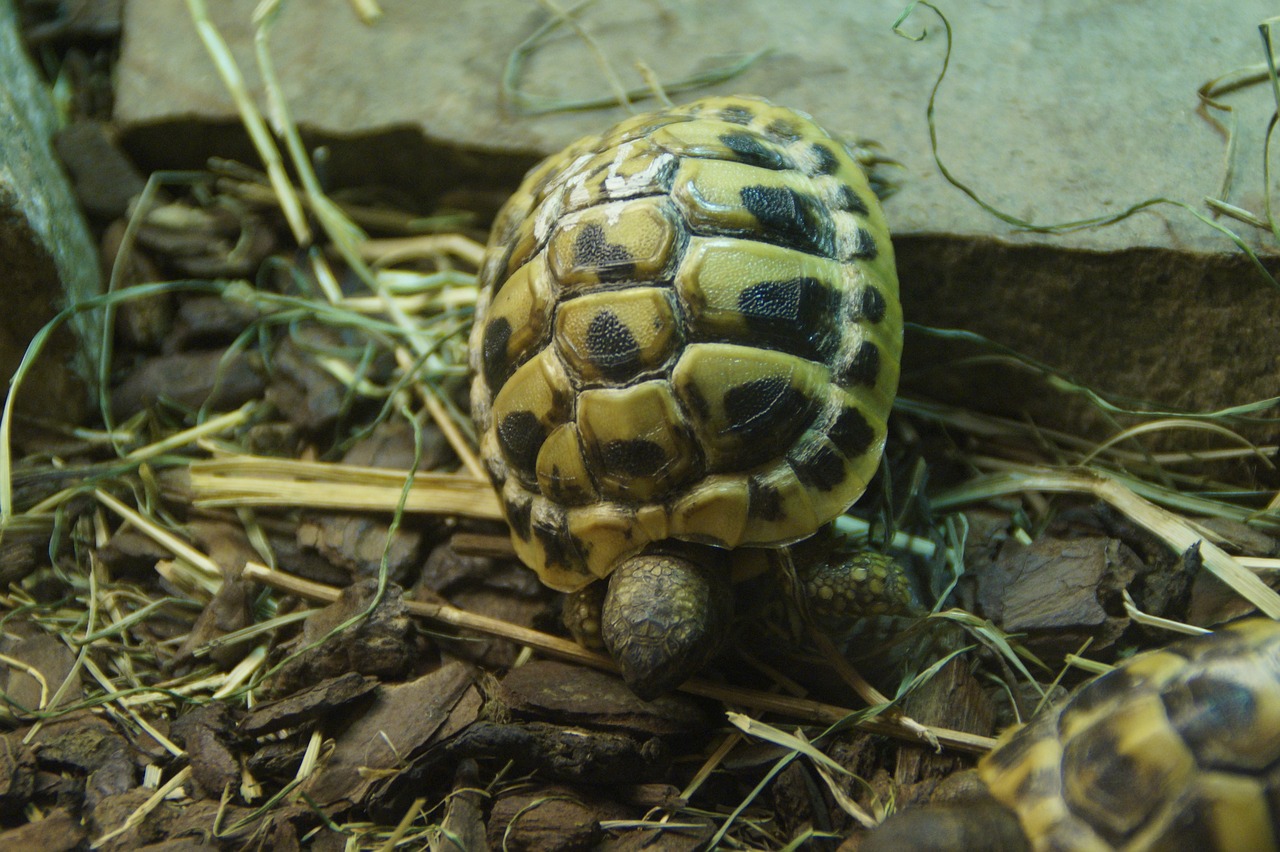 greek tortoise turtle tortoise free photo