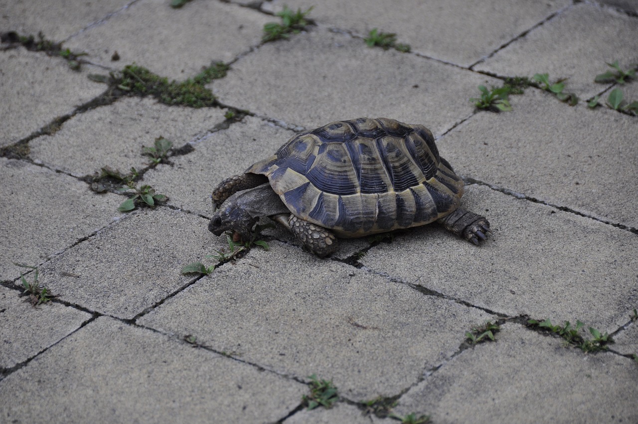 greek tortoise turtle reptile free photo