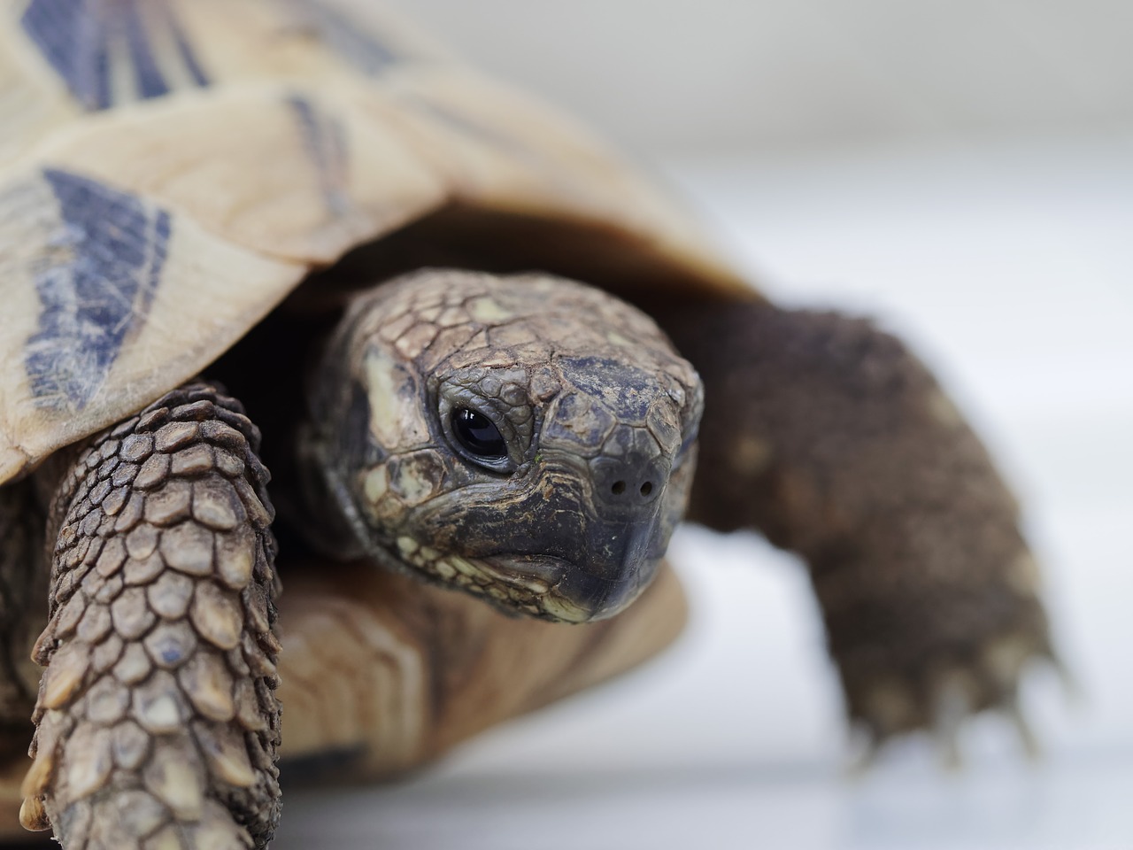 greek tortoise  animals  reptile free photo