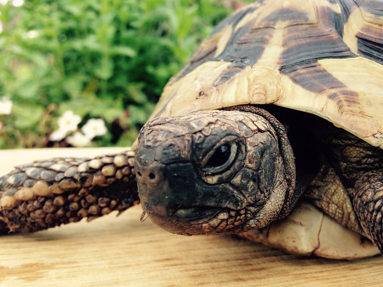 greek tortoise turtle animal free photo