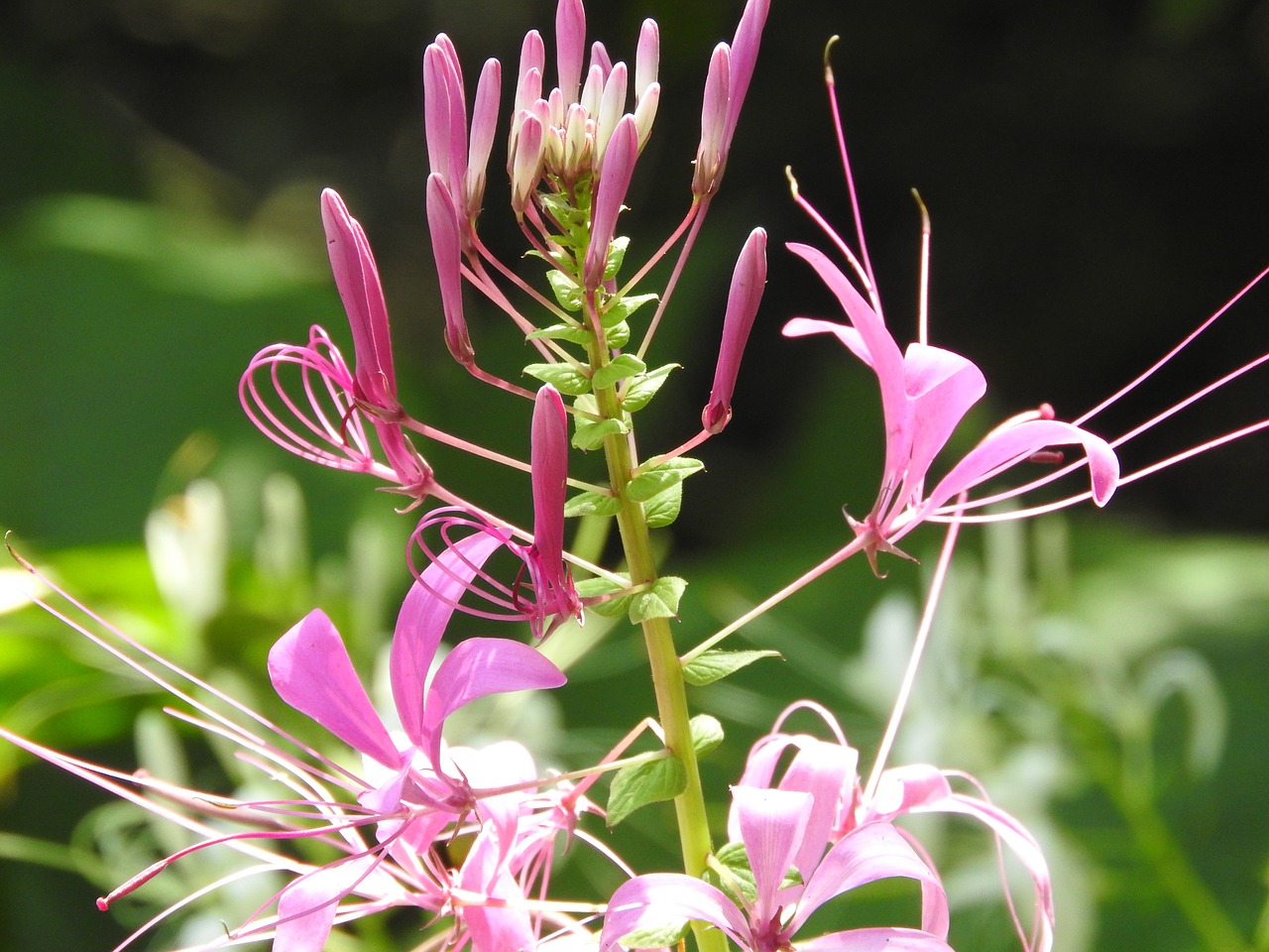 flower spider queen rosa cleome hassleriana free photo