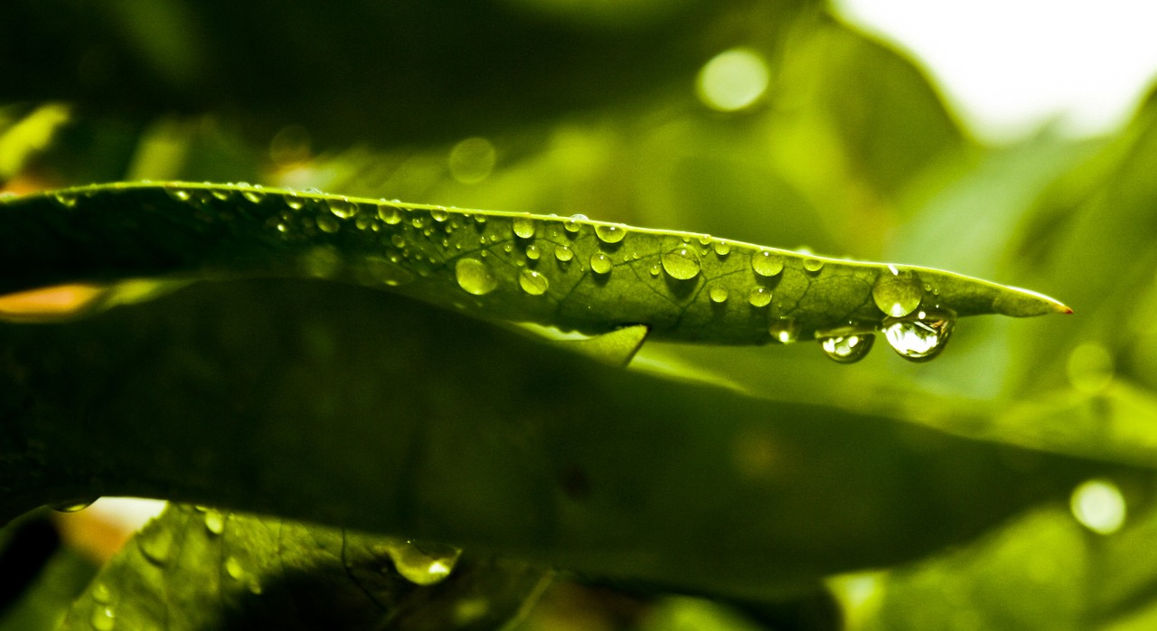 green leaf water free photo