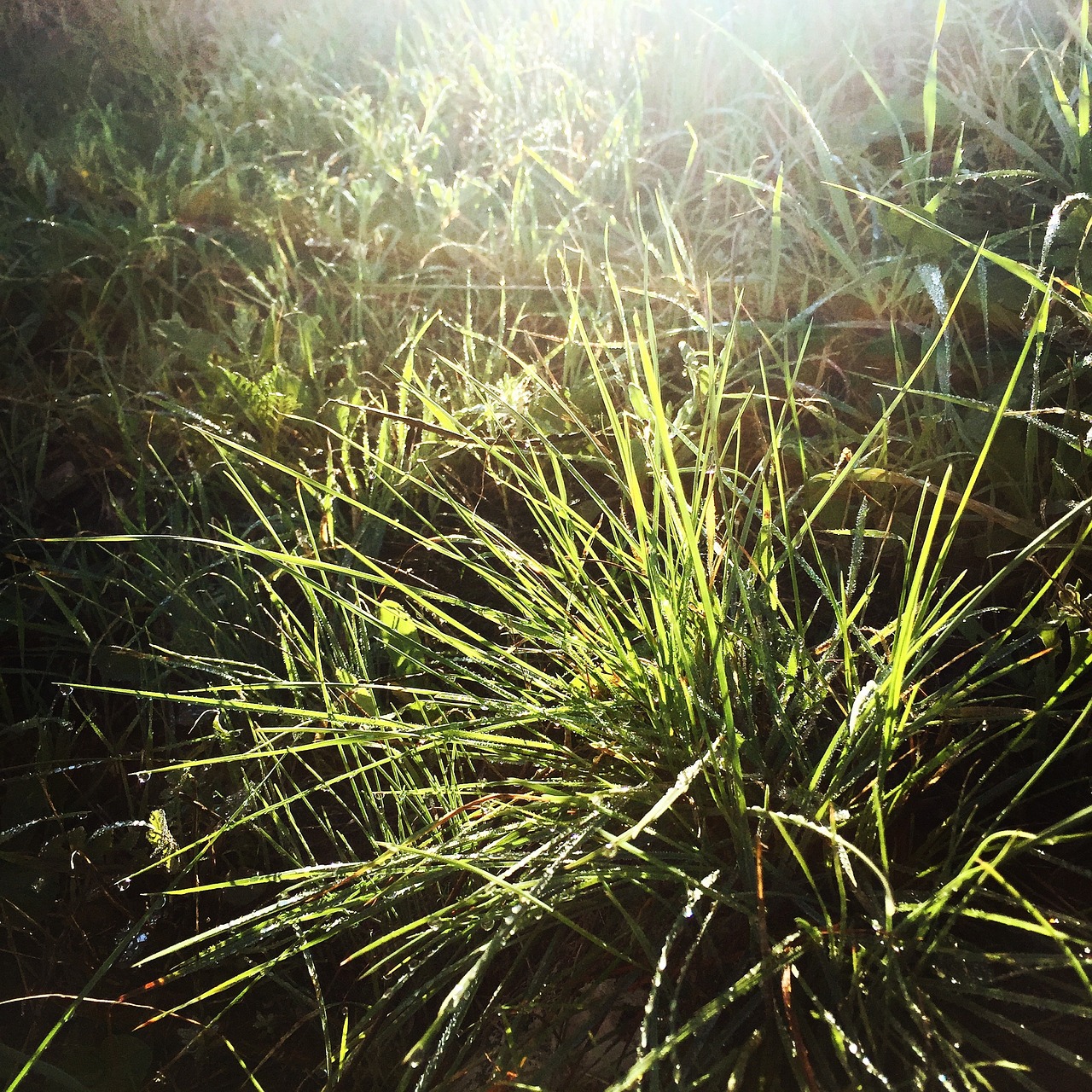 grass green plants free photo