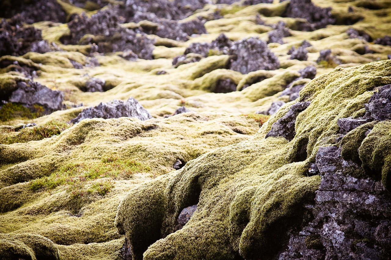 green moss iceland free photo