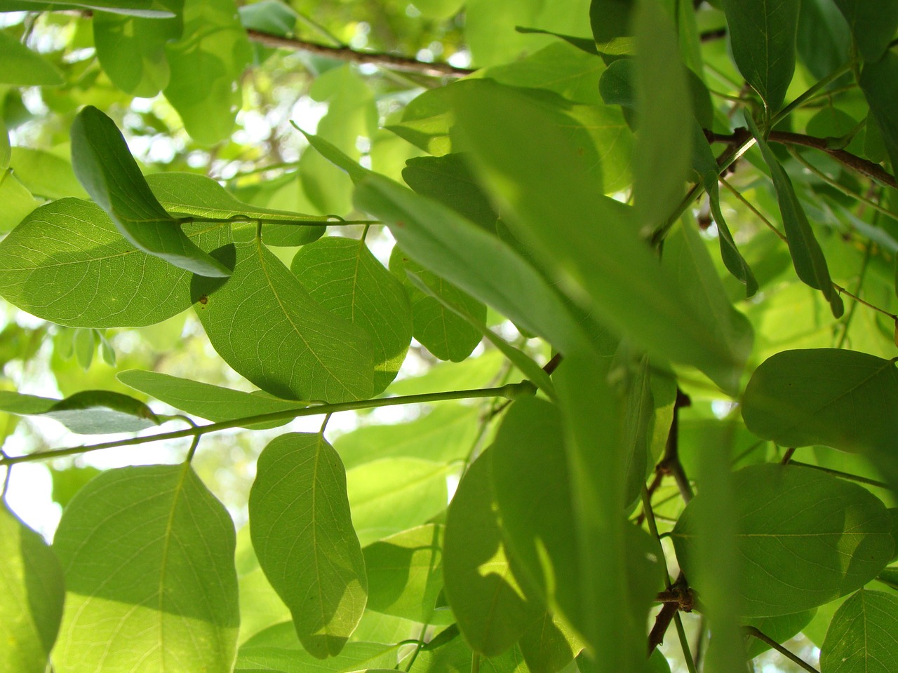 green leaves nature free photo