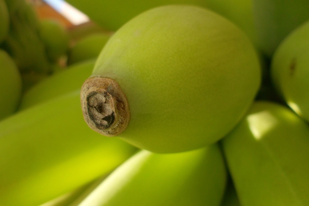 green bananas tip free photo