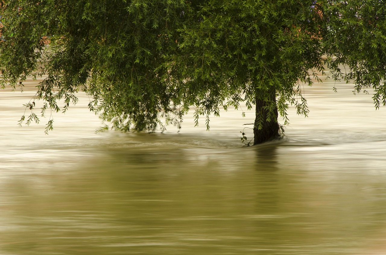 green tree leaves free photo