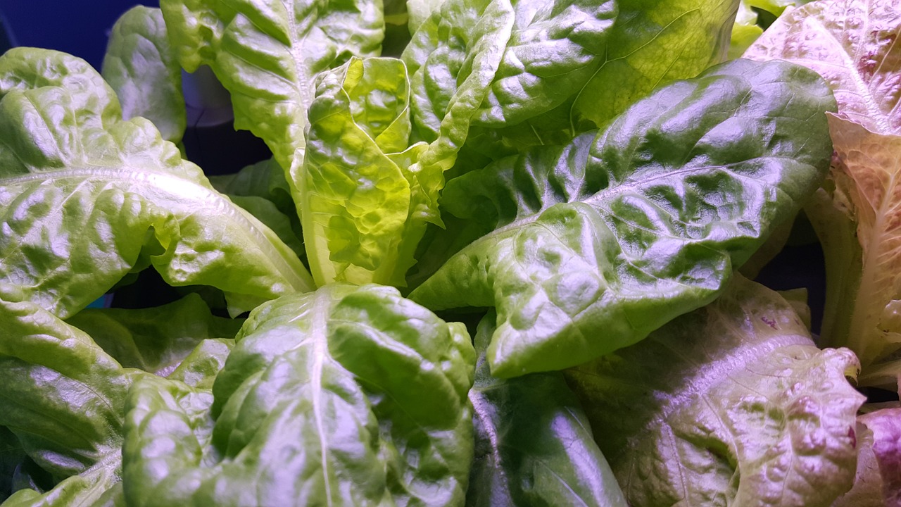 green vegetable 萵 radicchio free photo