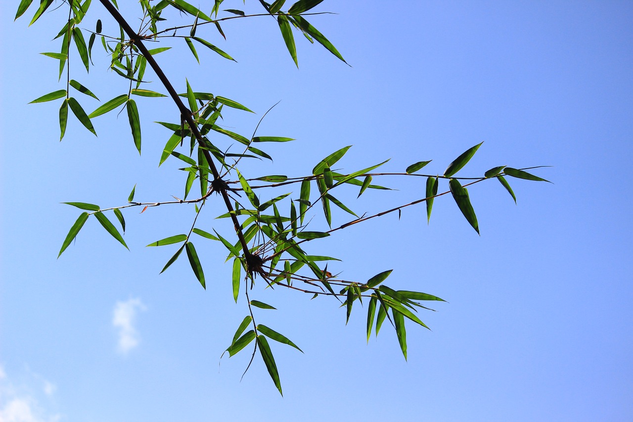 bamboo green leaf free photo