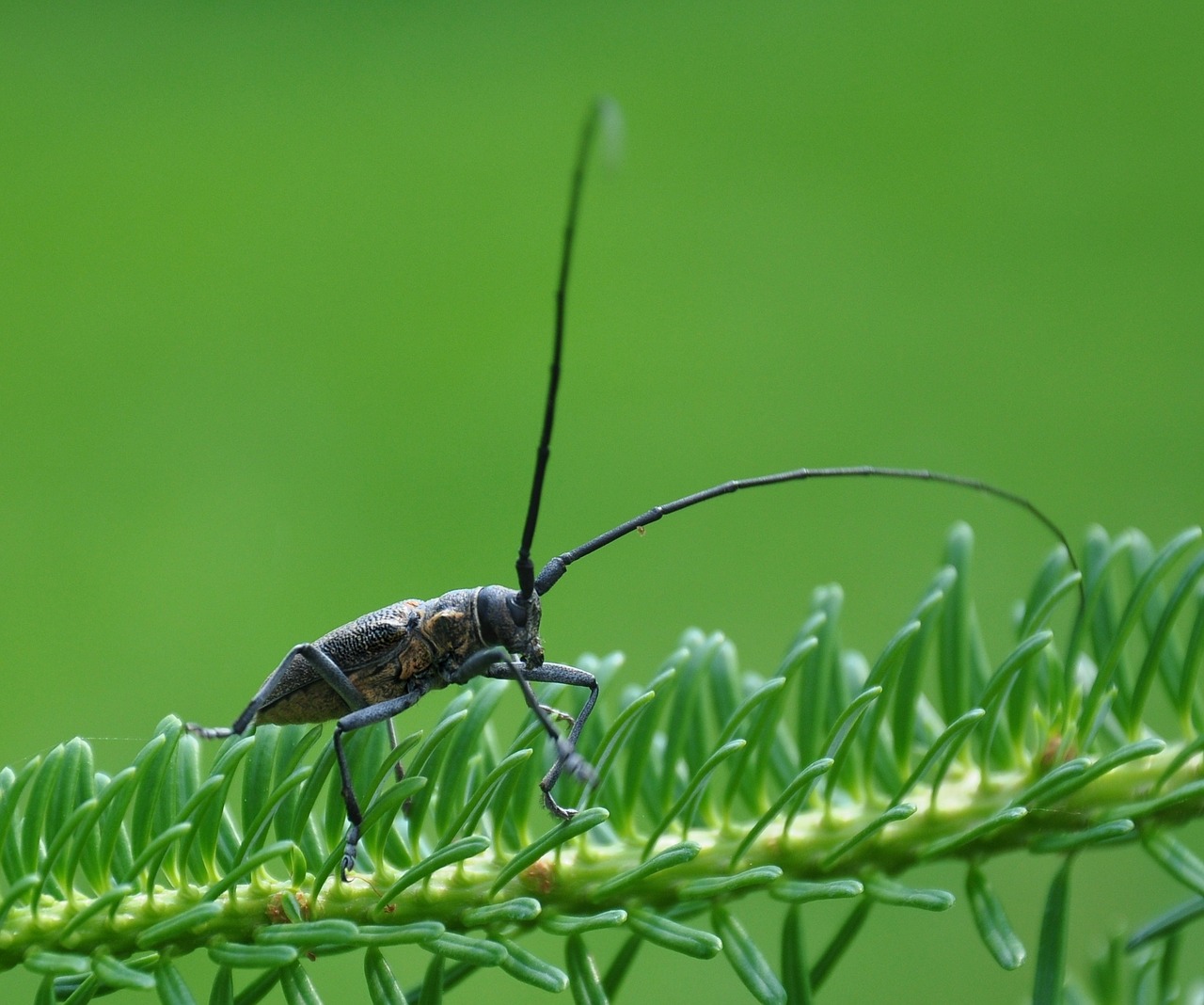 the beetle green insect free photo