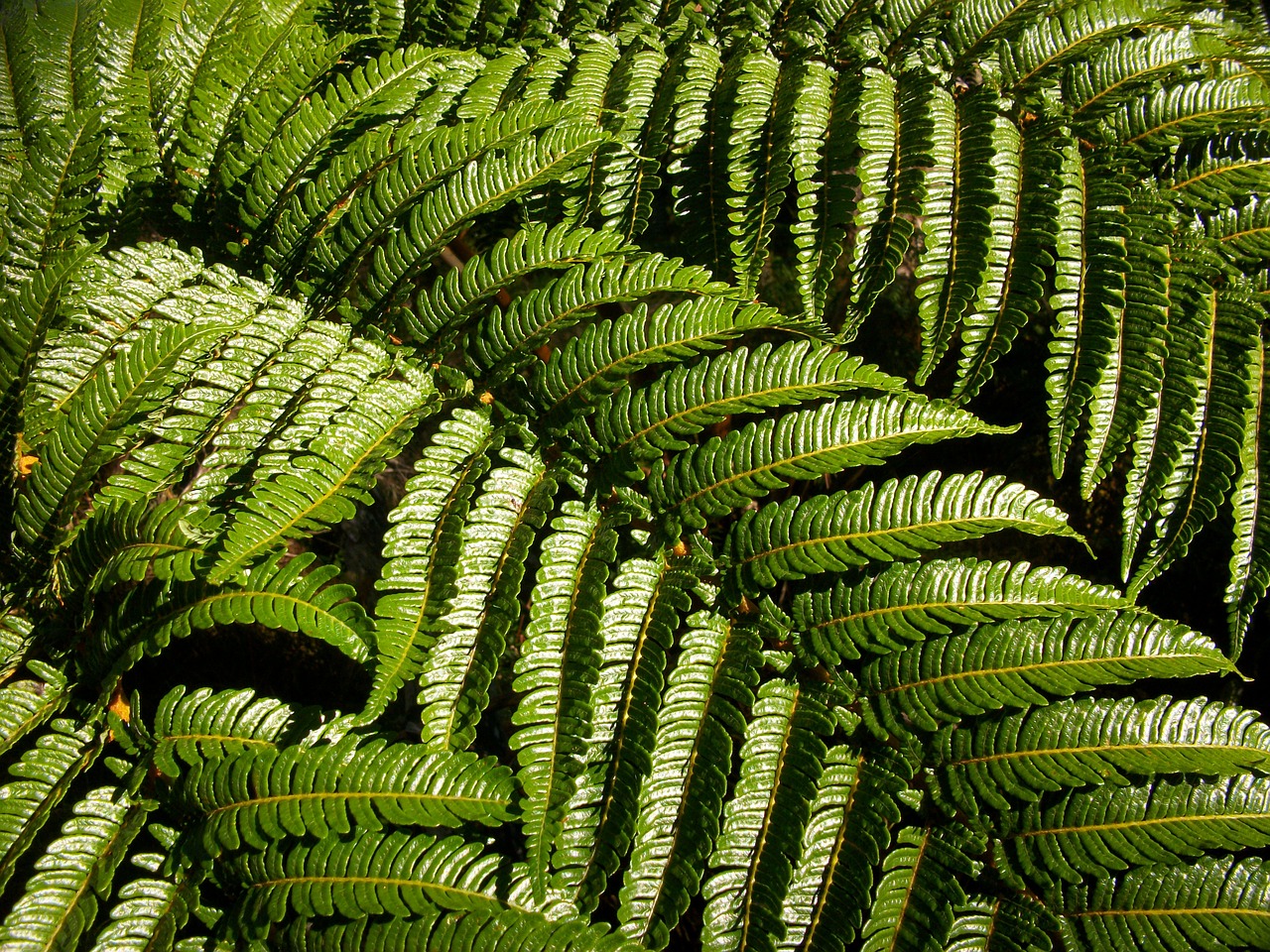 green fern vegetation free photo