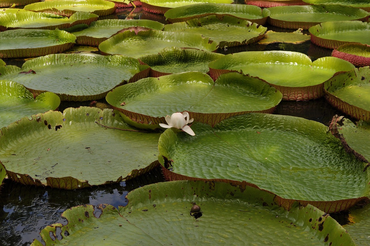 green water lilies plants free photo