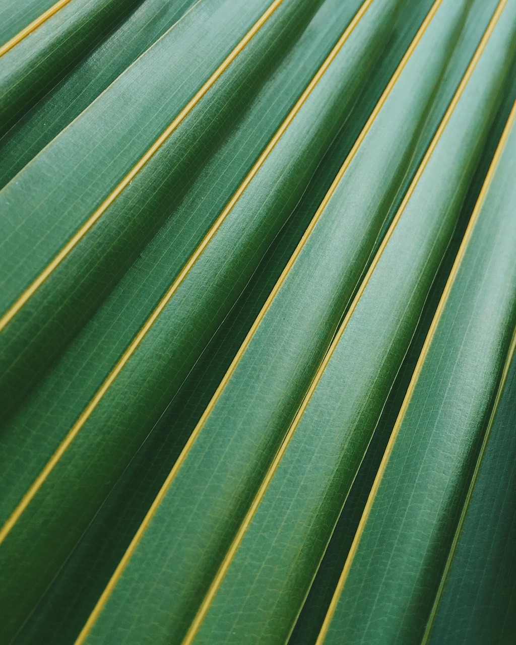 green leaf texture free photo