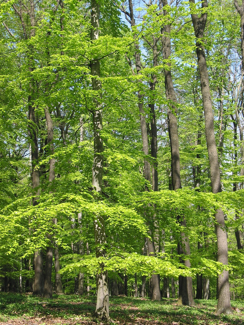 green portrait trees free photo