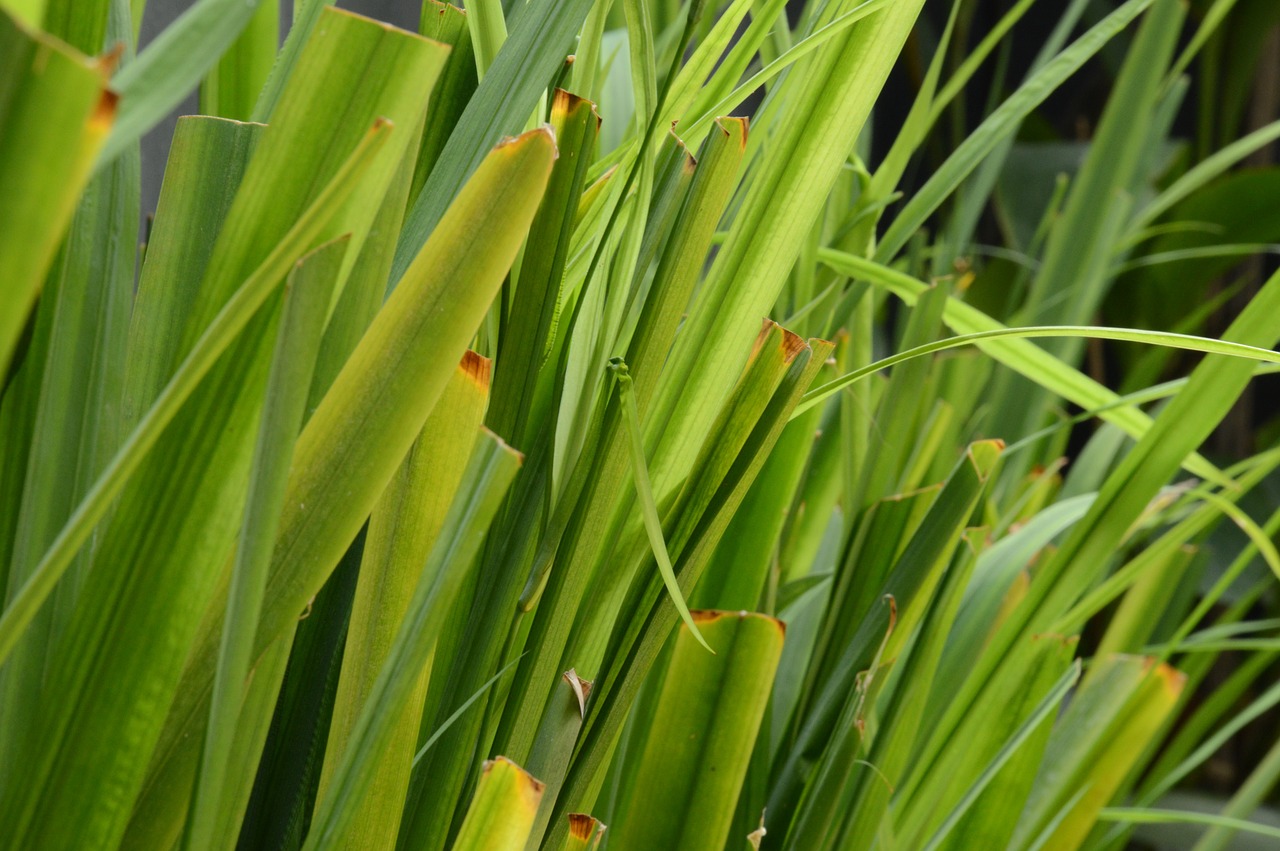 green grass nature free photo