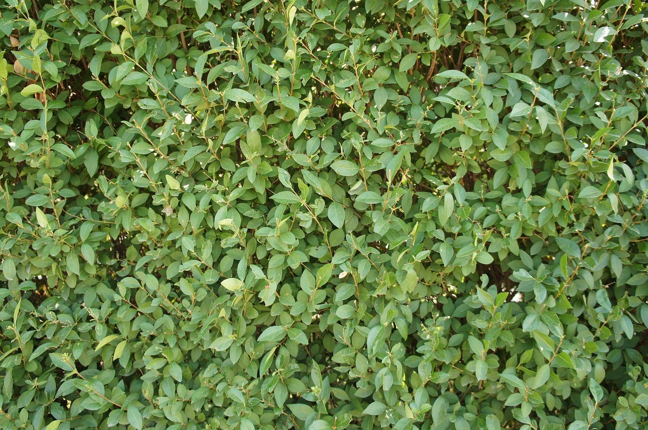 green foliage hedge free photo