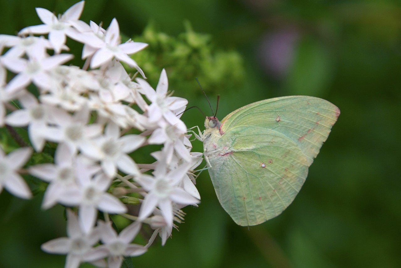 green pink closeup free photo