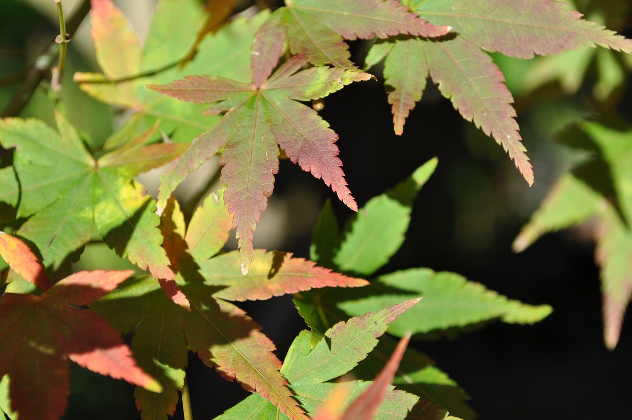 green plant leaves free photo