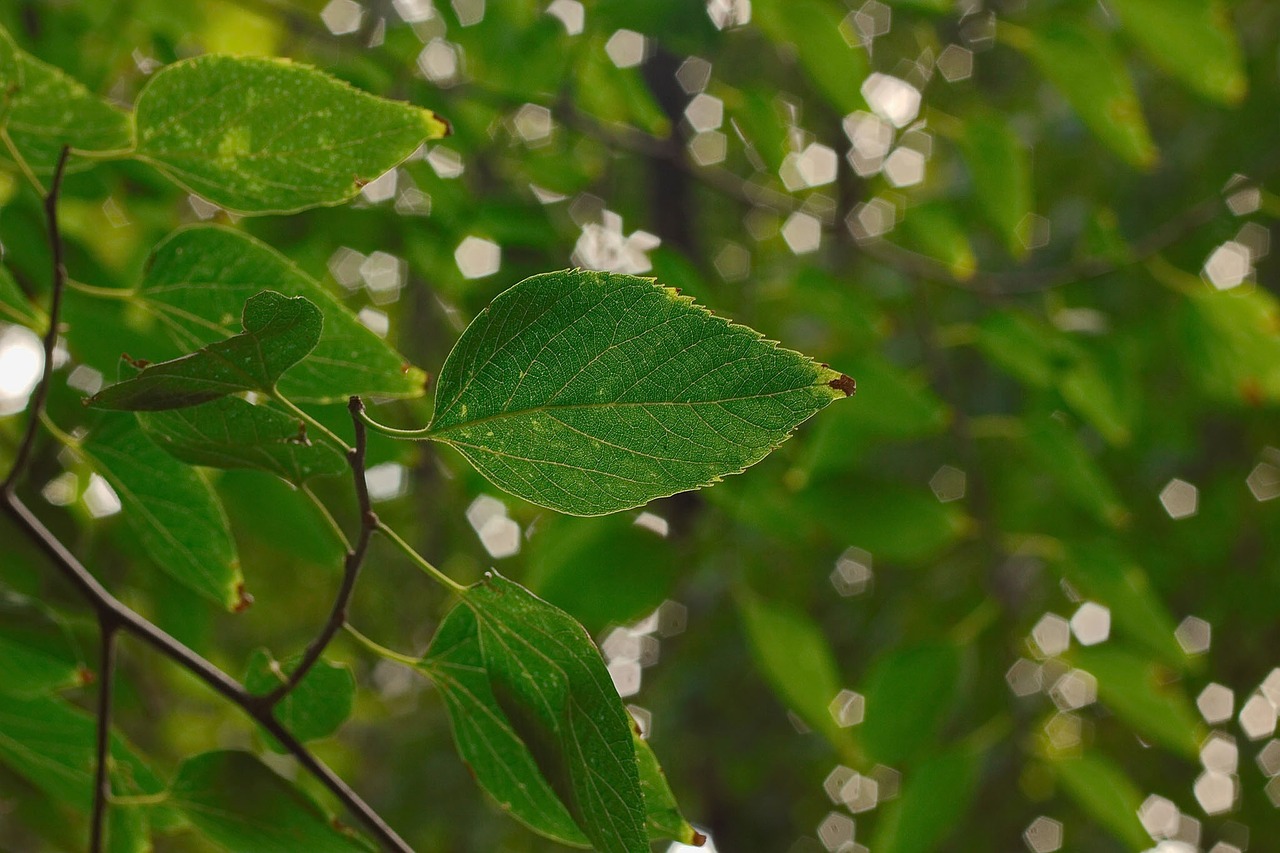 green nature leaves free photo