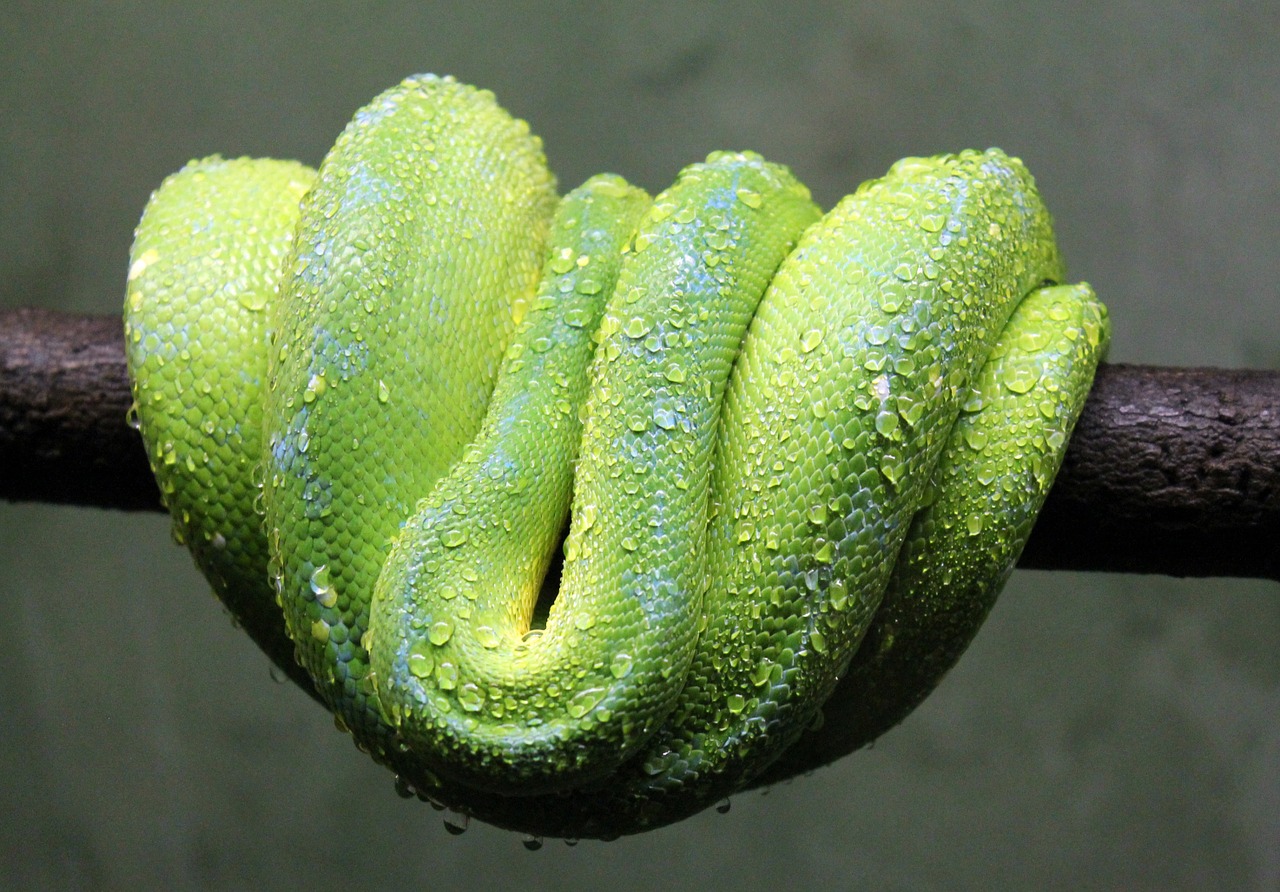 green snake animal free photo