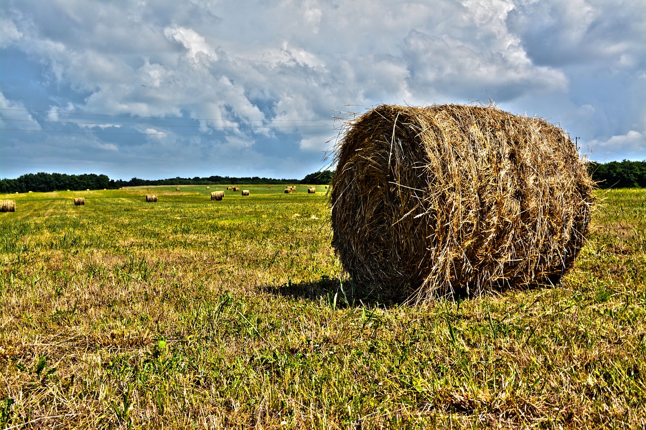 green hay agriculture free photo