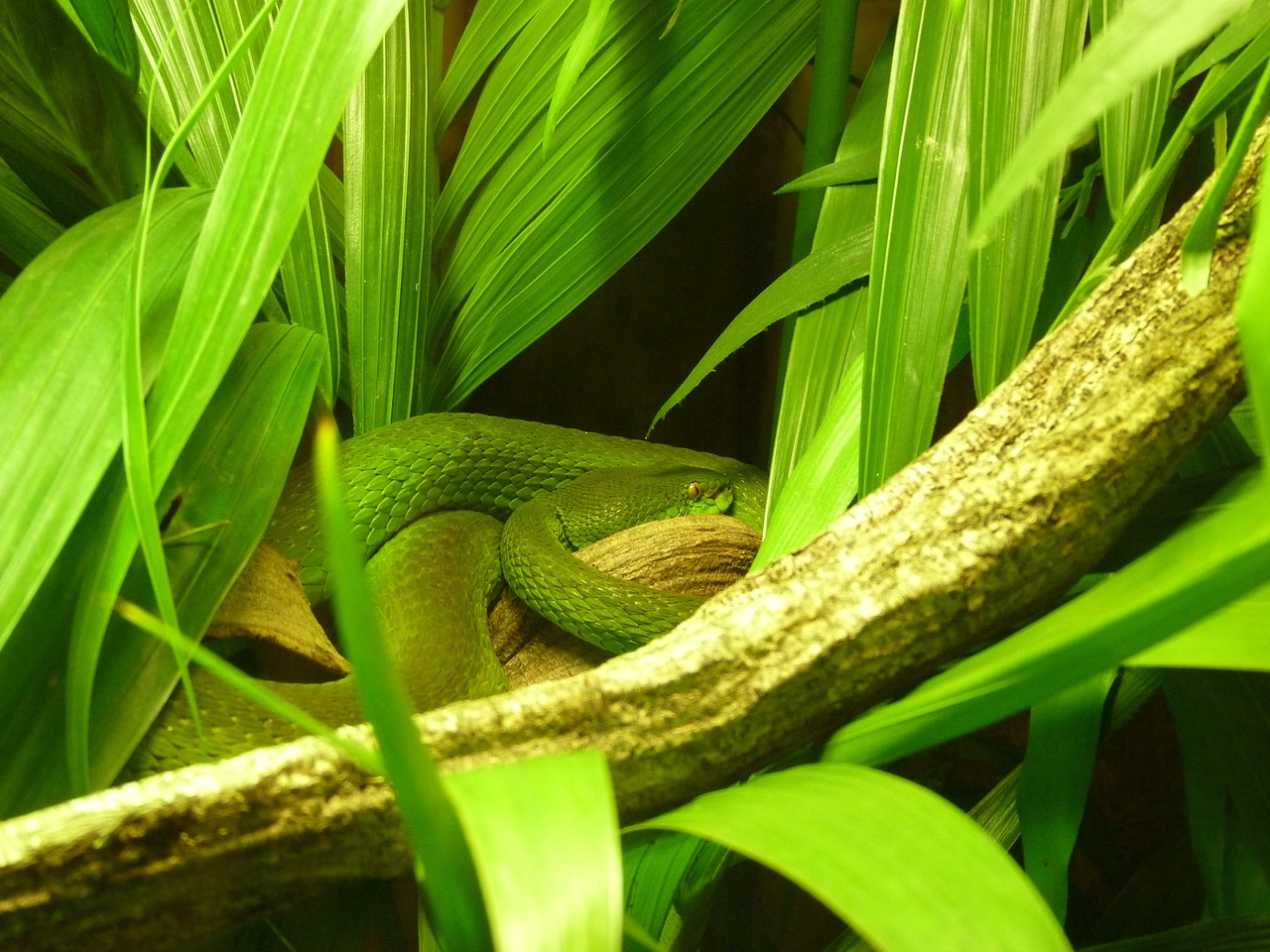 green snake foliage free photo