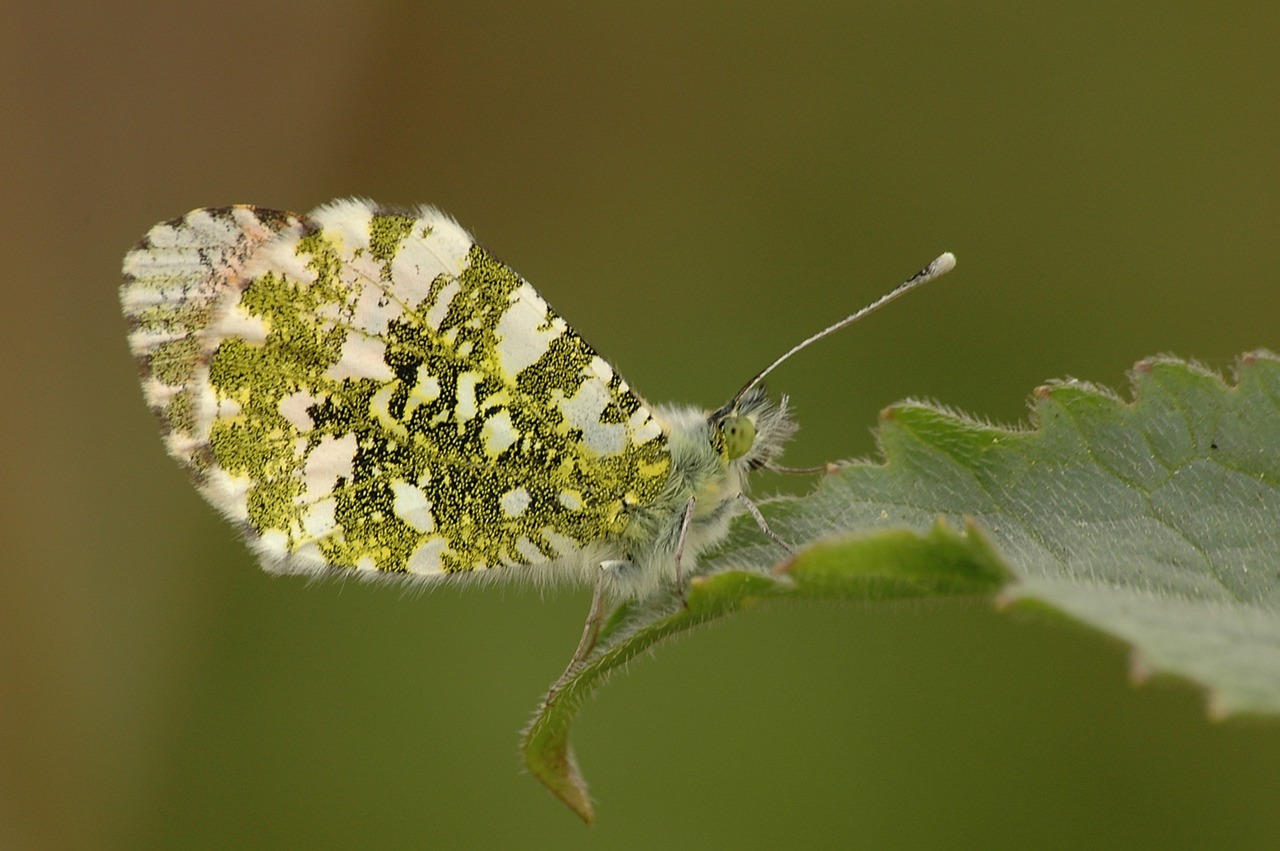 green butterfly spring free photo