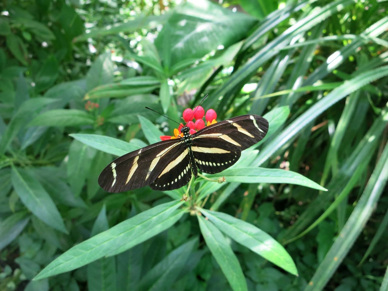 butterfly green nature free photo