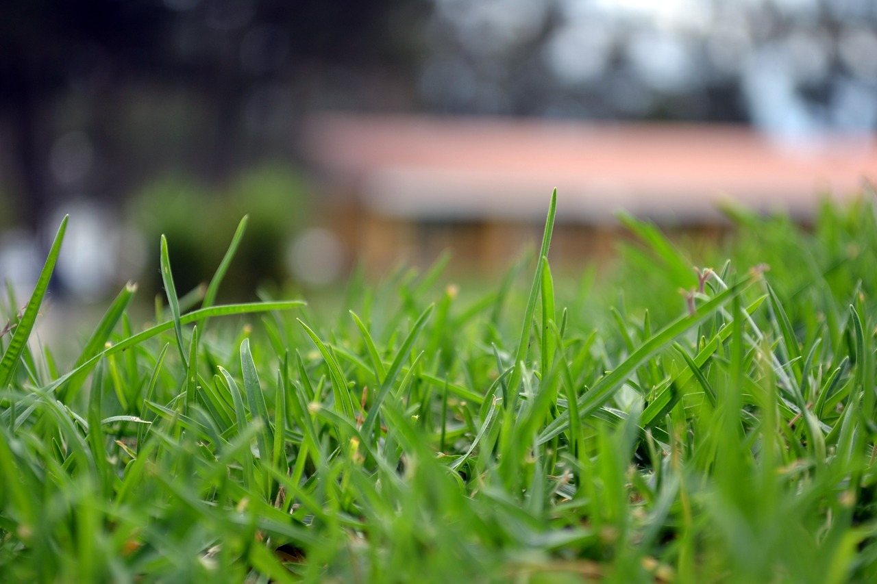 green grass bokeh free photo