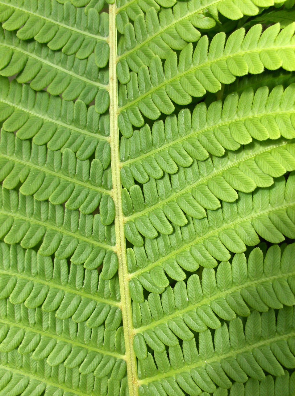 green plant boating free photo