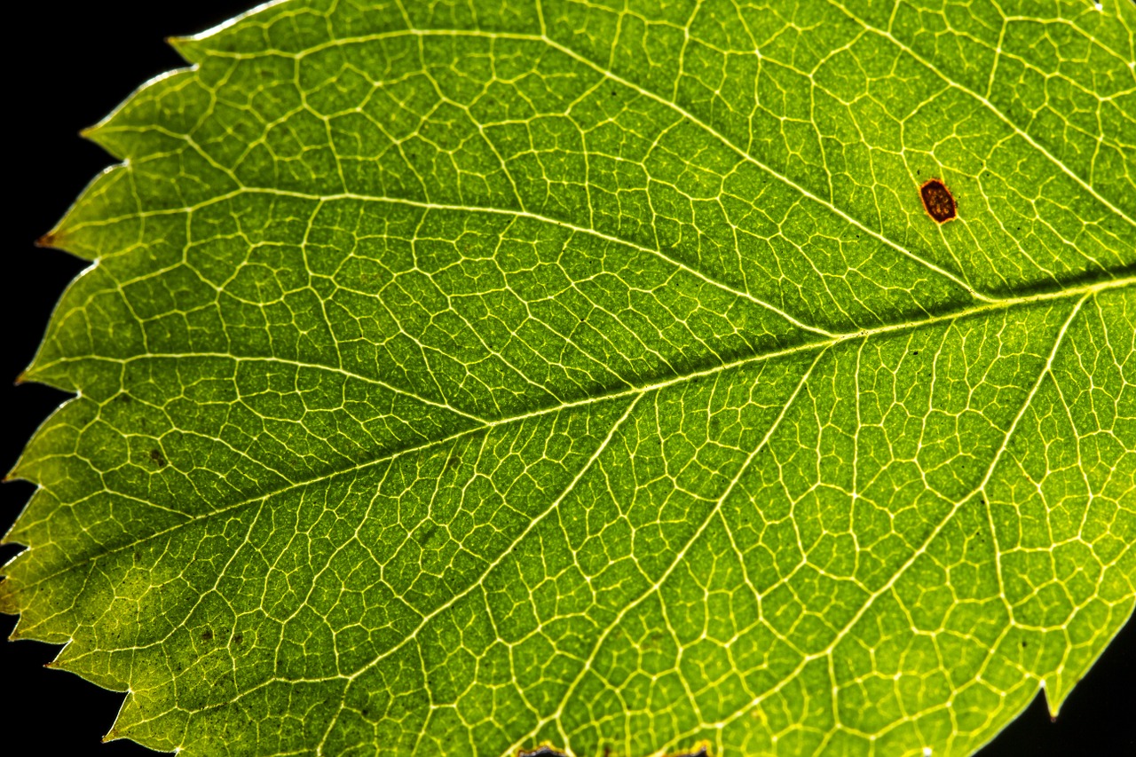 green leaf color free photo