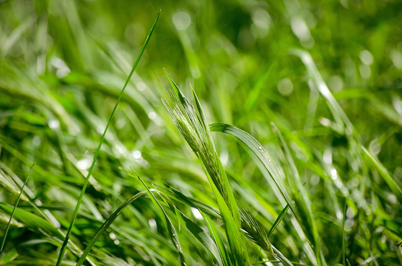 green grass nature free photo