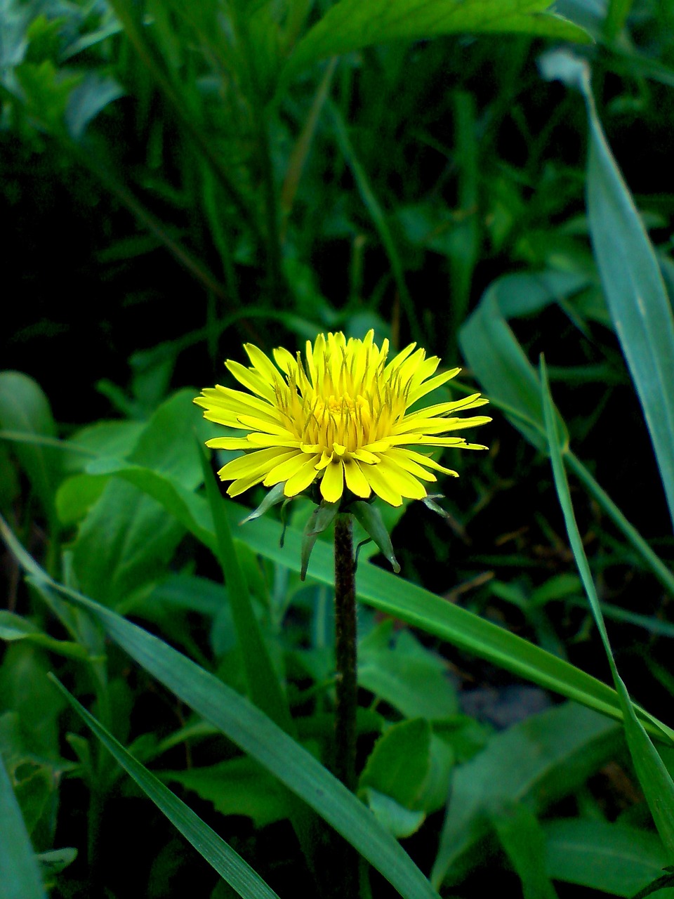 green dandelion spring free photo