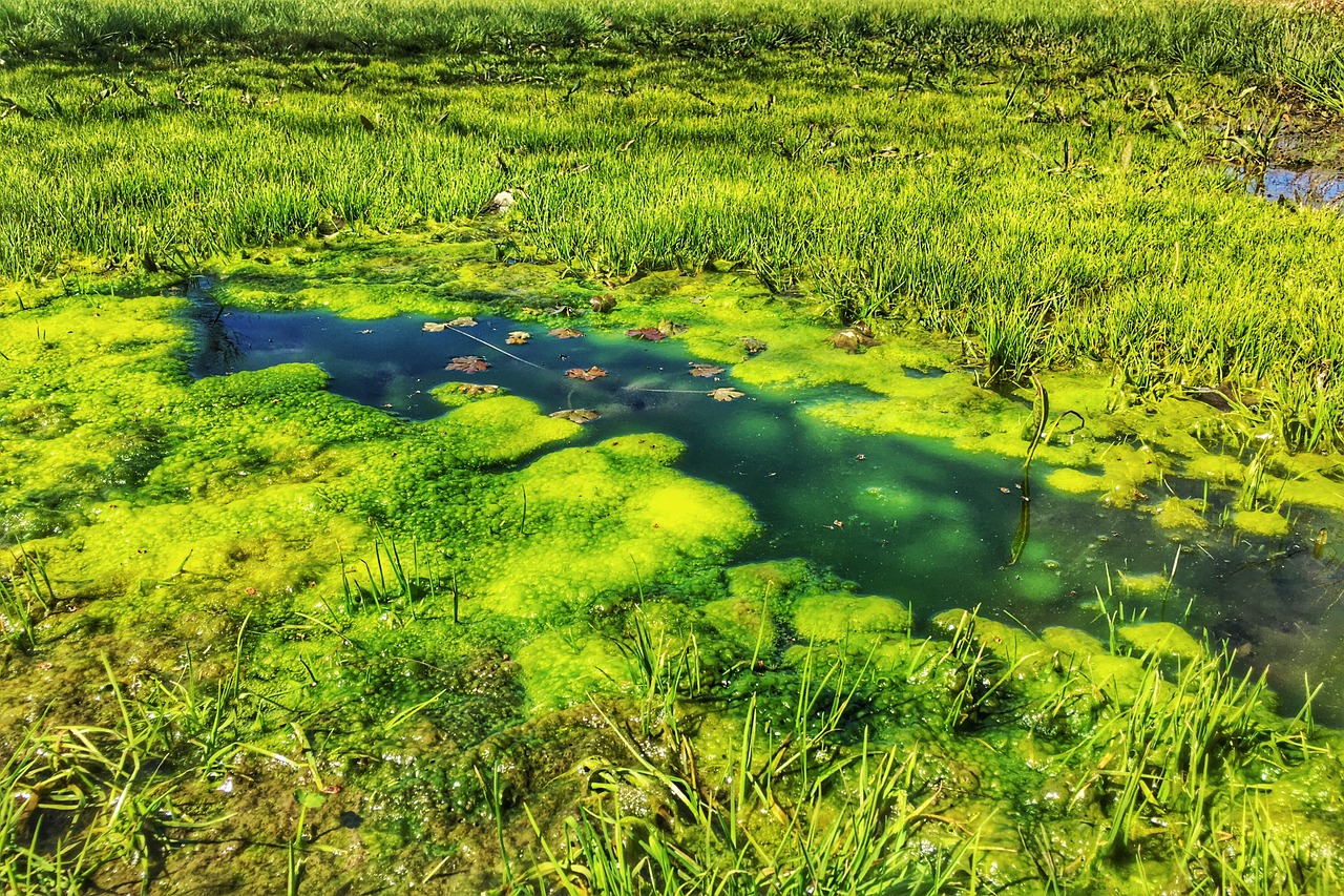 swamp water pond free photo