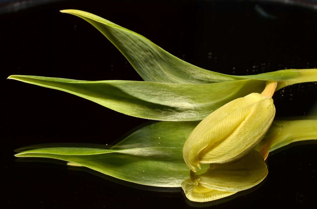 green tulip flower free photo