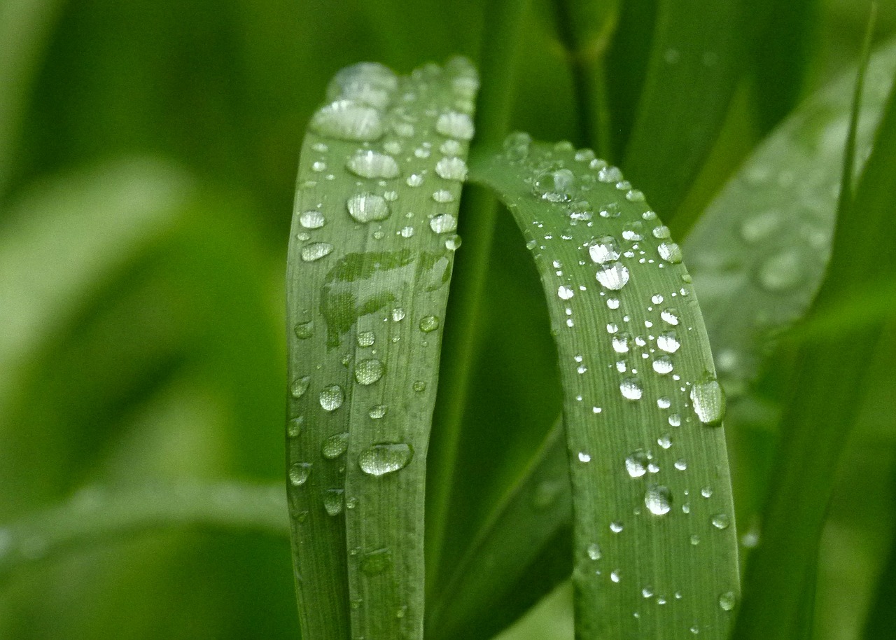 green grass nature free photo