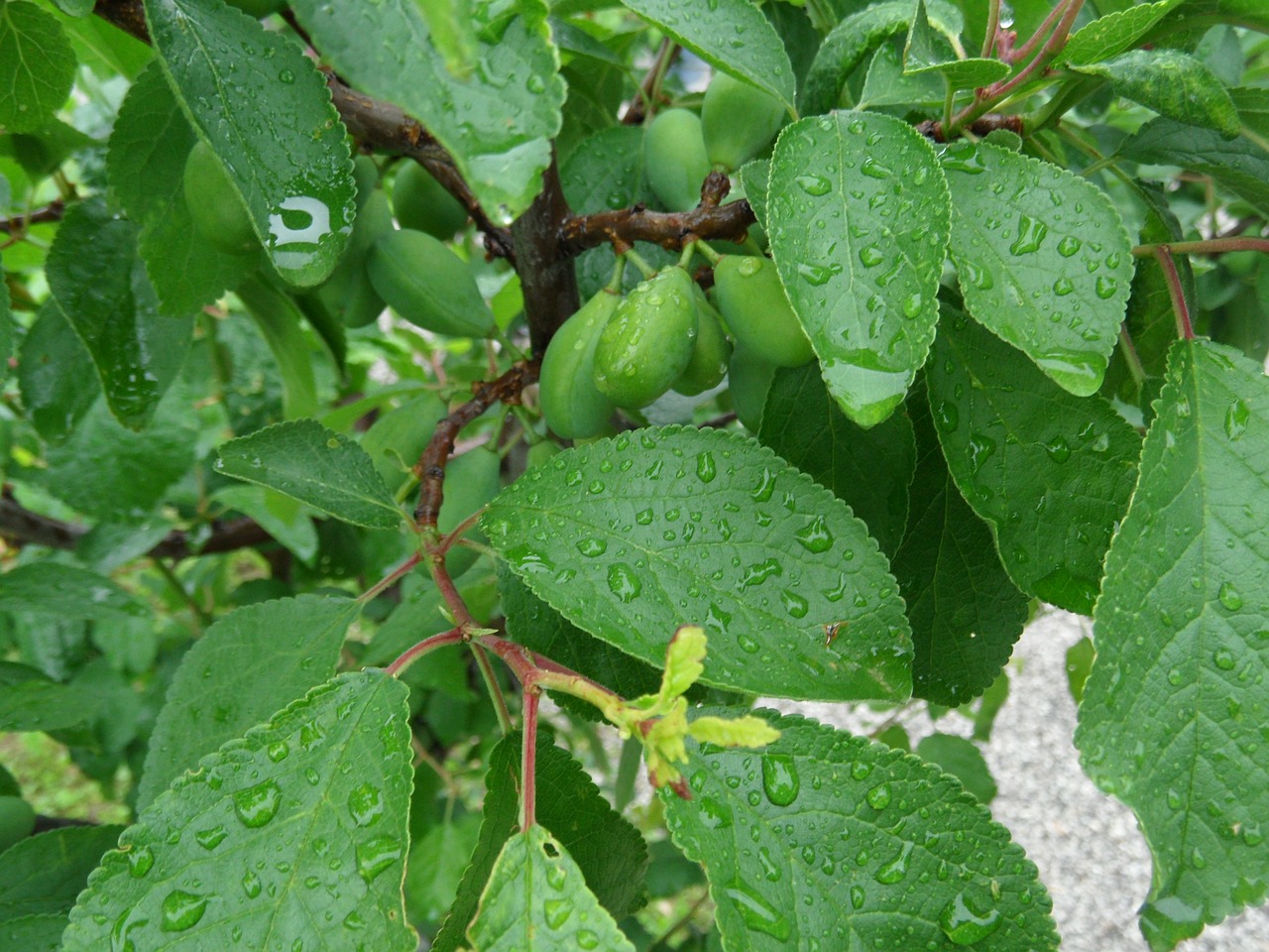 green leaves water free photo