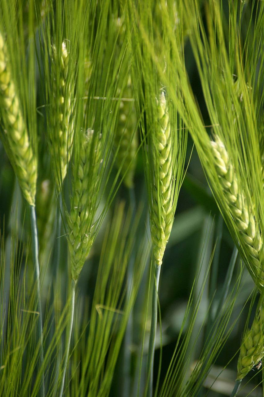 green ear cereals free photo