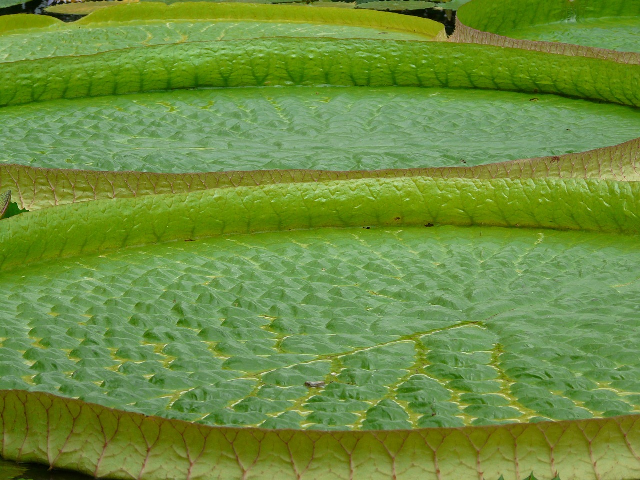 green water lilies aquatic plant free photo