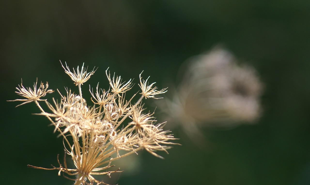 green grasses forest free photo