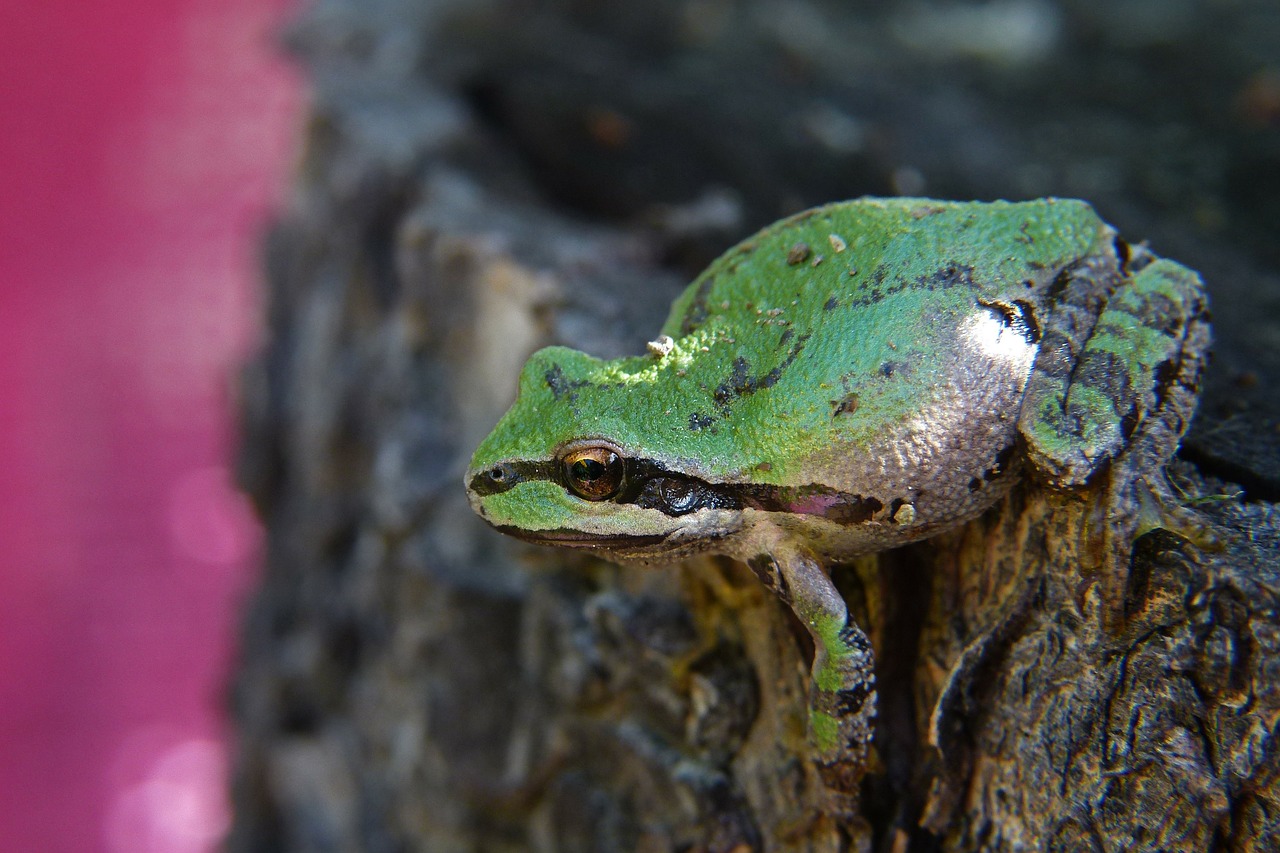 green frog amphibian free photo