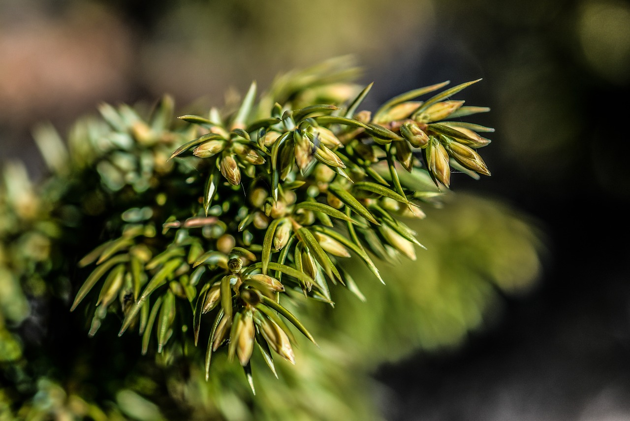 green plant summer free photo