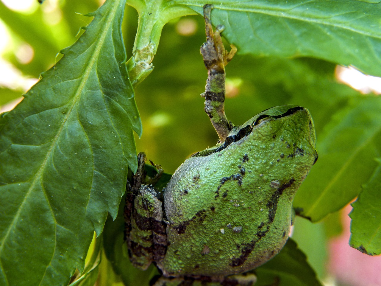 green frog amphibian free photo