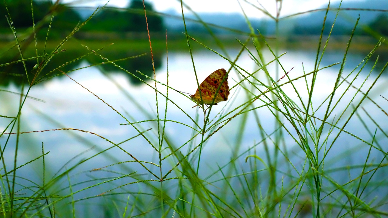 green butterfly insect free photo