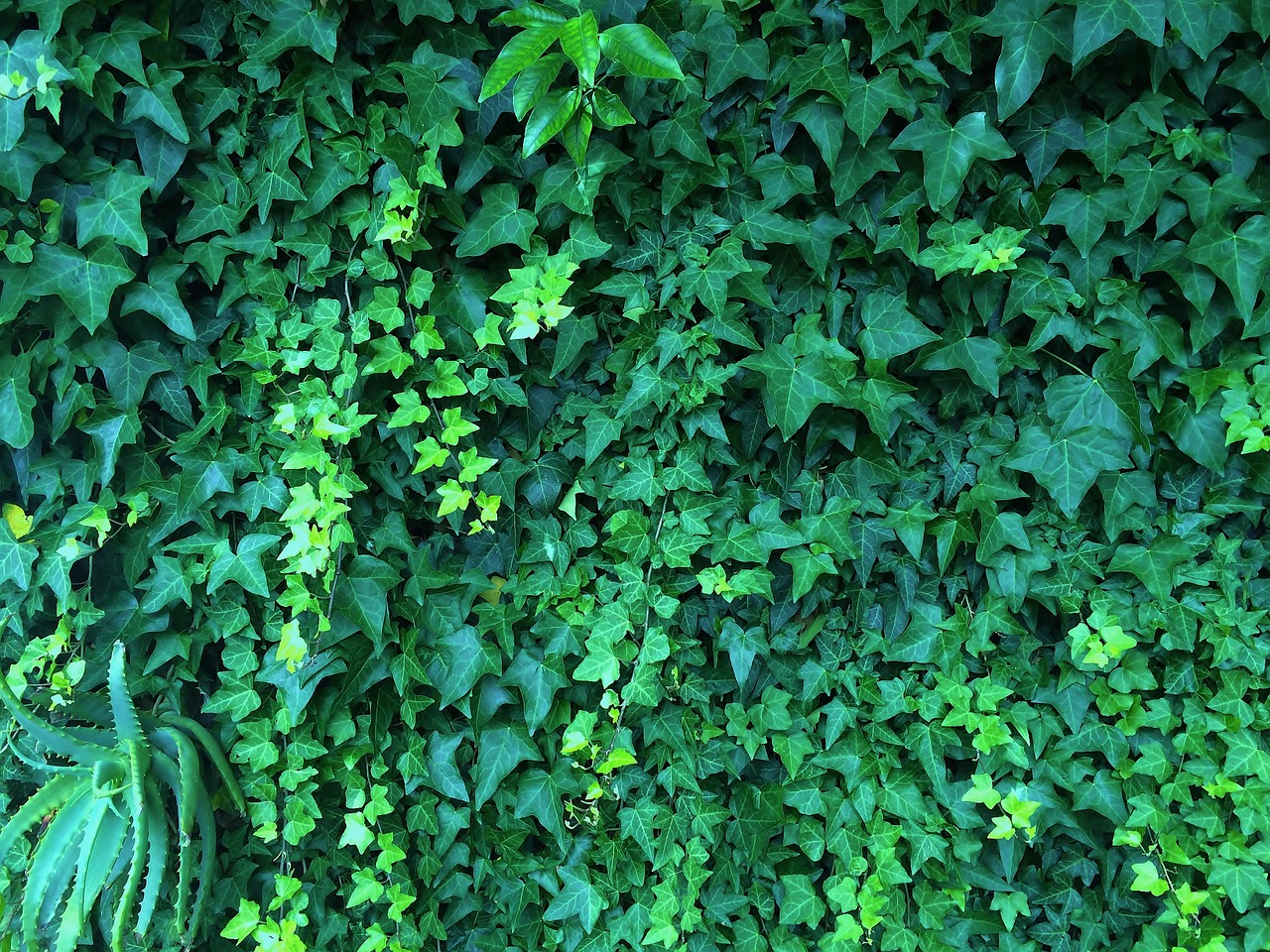green midori ivy free photo